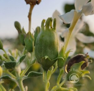Clerodendrum phlomidis L.f.