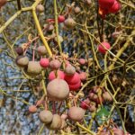 Capparis decidua (Forssk.) Edgew.