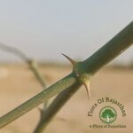 Capparis decidua (Forssk.) Edgew.