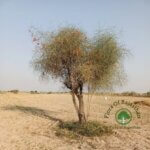 Capparis decidua (Forssk.) Edgew.