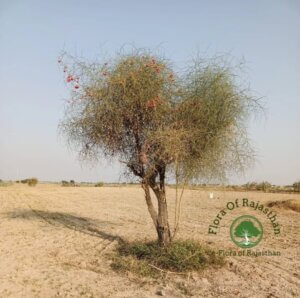 Capparis decidua (Forssk.) Edgew.