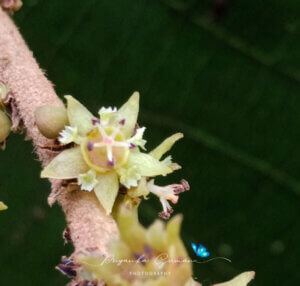 Bridelia retusa (L.) A.Juss.