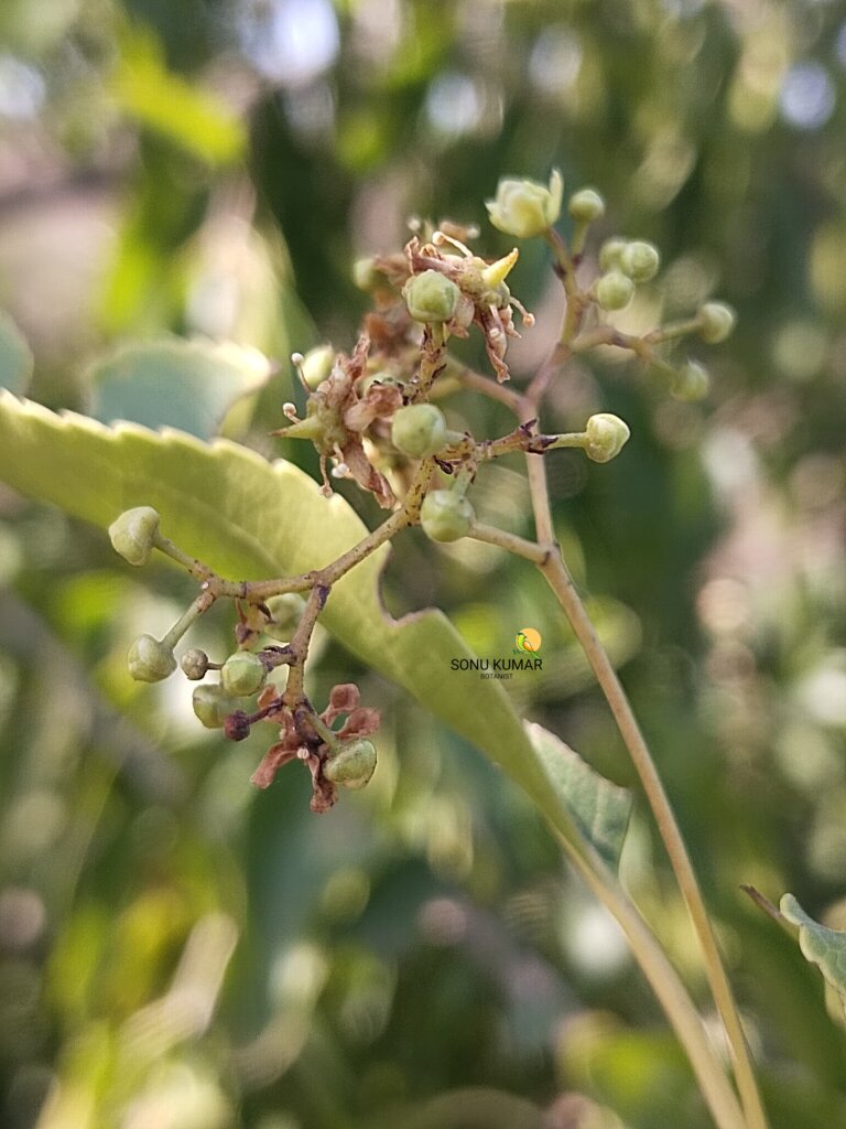 Elaeodendron glaucum (Rottb.) Pers.