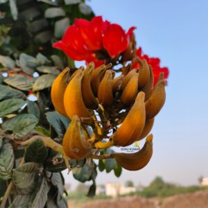 Spathodea campanulata