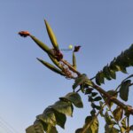 Spathodea campanulata