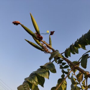 Spathodea campanulata