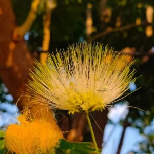 Albizia lebbeck (L.) Benth.