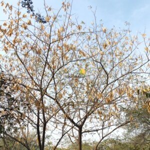 Albizia lebbeck (L.) Benth.