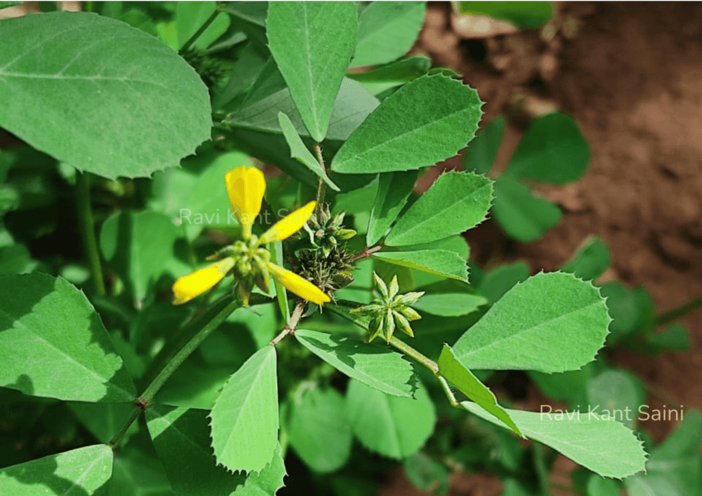 Trigonella corniculata