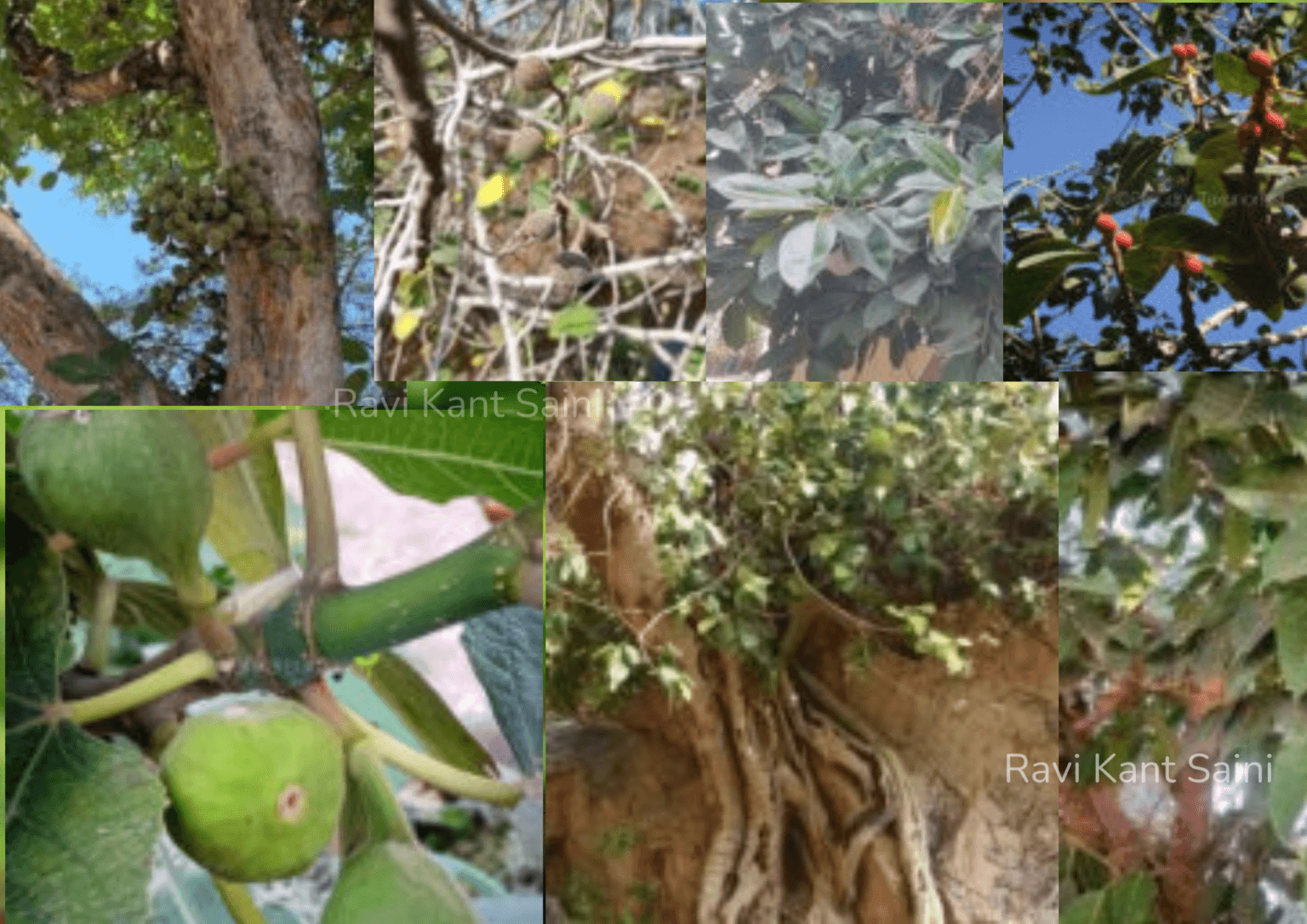 Genus: Ficus - Plants of Rajasthan