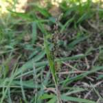 Echinochloa colona (L.) Link