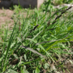 Echinochloa colona (L.) Link