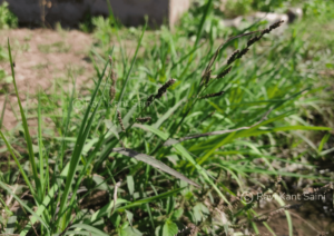 Echinochloa colona (L.) Link
