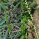 Echinochloa colona (L.) Link