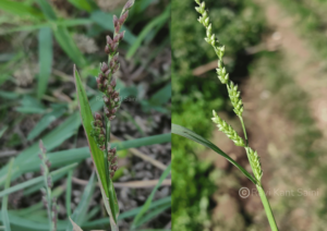Echinochloa colona (L.) Link