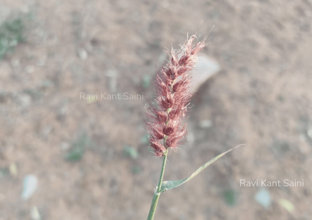 Cenchrus ciliaris