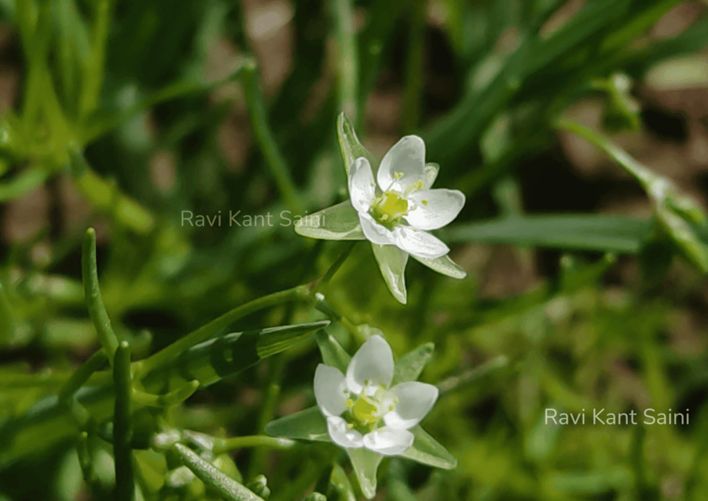 Spergularia flaccida (Madden) I.M.Turner