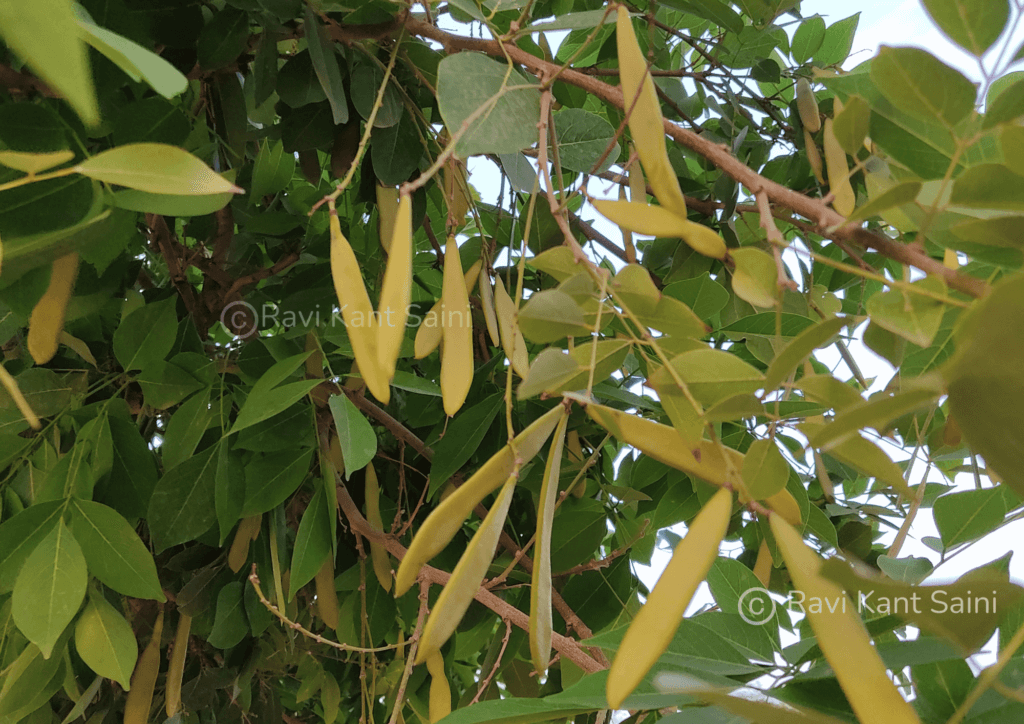Millettia peguensis