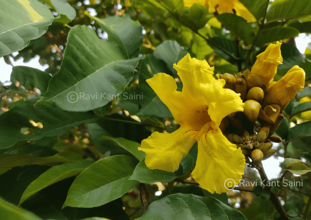 Markhamia lutea (Benth.) K.Schum.