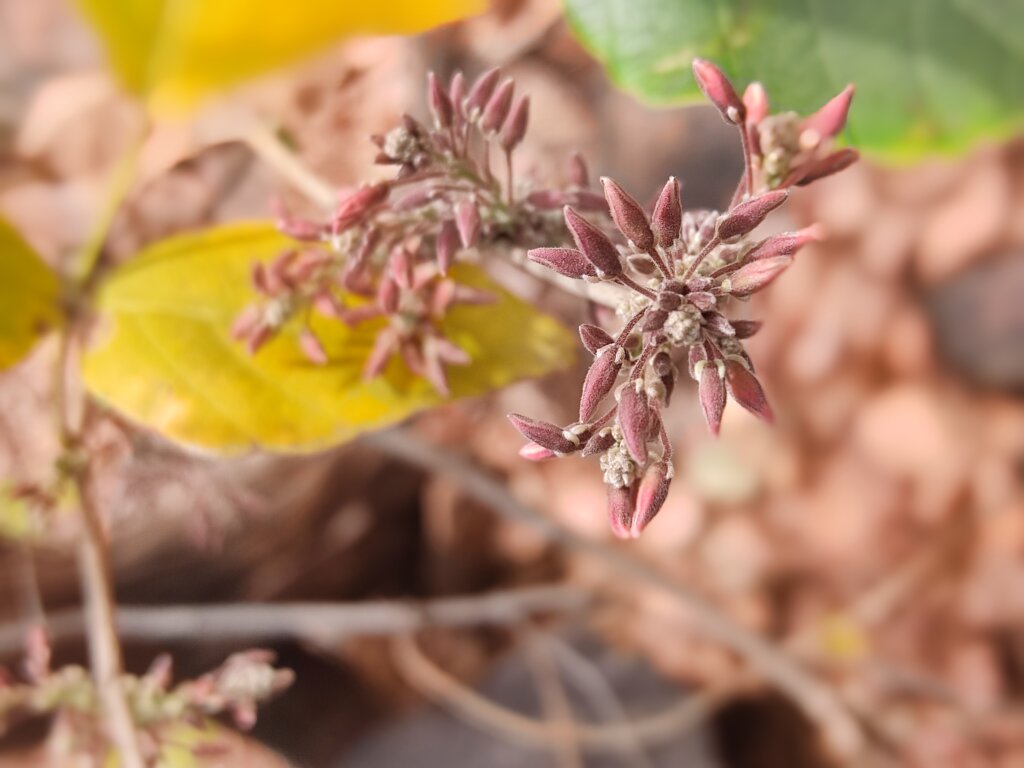 Ougeinia oojeinensis (Roxb.) Hochr.