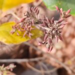 Ougeinia oojeinensis (Roxb.) Hochr.