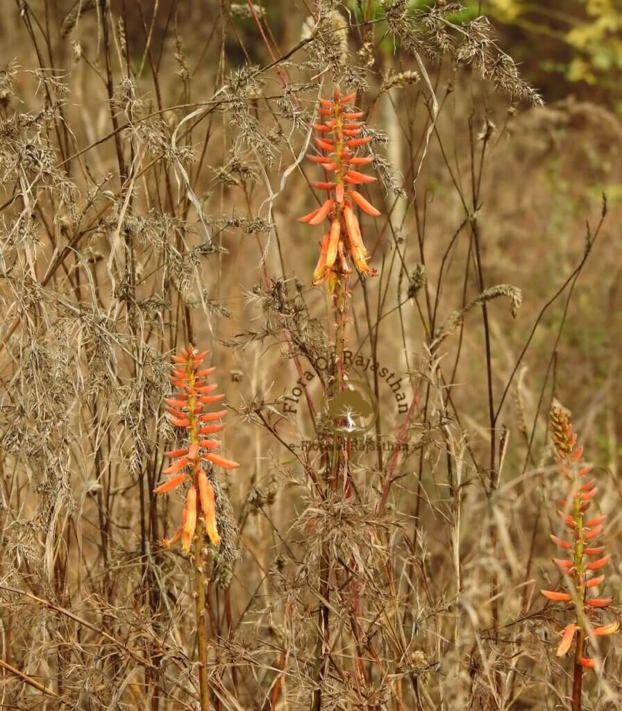 Aloe vera (L.) Burm.f.