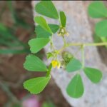Medicago polymorpha L.