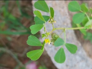 Medicago polymorpha L.