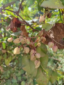 Antigonon leptopus Hook. & Arn.