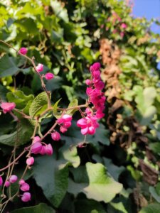 Antigonon leptopus Hook. & Arn.