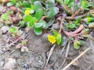 Portulaca oleracea L.
