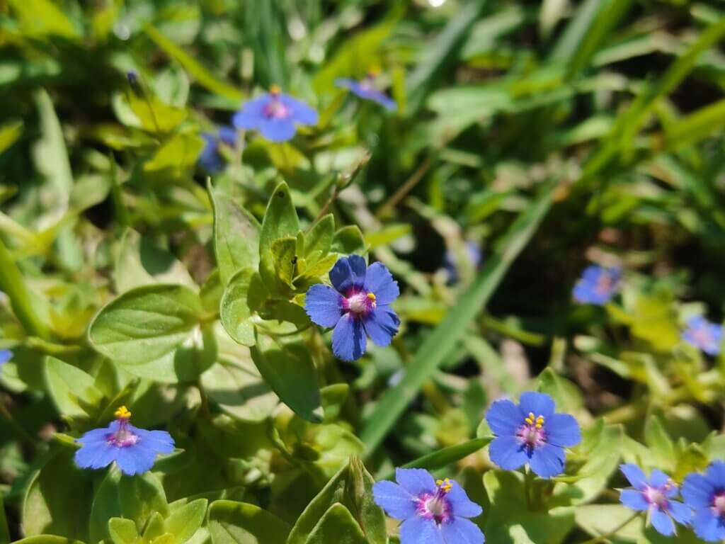 Lysimachia loeflingii