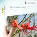 Capparis decidua (Forssk.) Edgew.