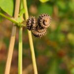 Medicago polymorpha L.