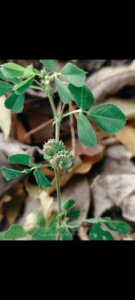 Medicago polymorpha L.