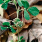 Medicago polymorpha L.