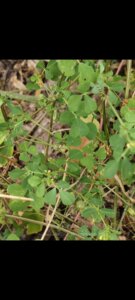 Medicago polymorpha L.