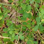 Medicago polymorpha L.