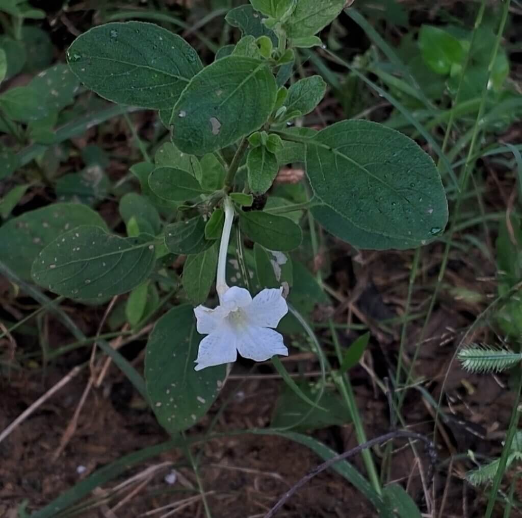 Ruellia patula Jacq.