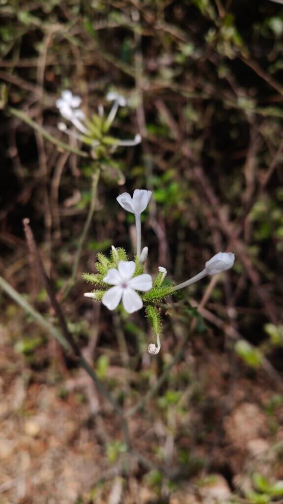 Plumbago zeylanica L.