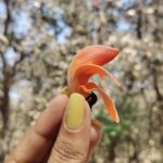 Butea monosperma (Lam.)Taub.