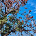 Butea monosperma (Lam.)Taub.