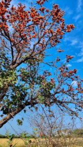 Butea monosperma (Lam.)Taub.