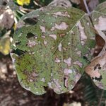 Butea monosperma (Lam.)Taub.