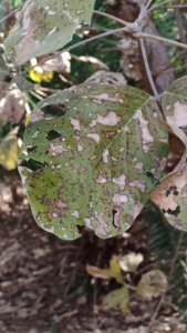 Butea monosperma (Lam.)Taub.