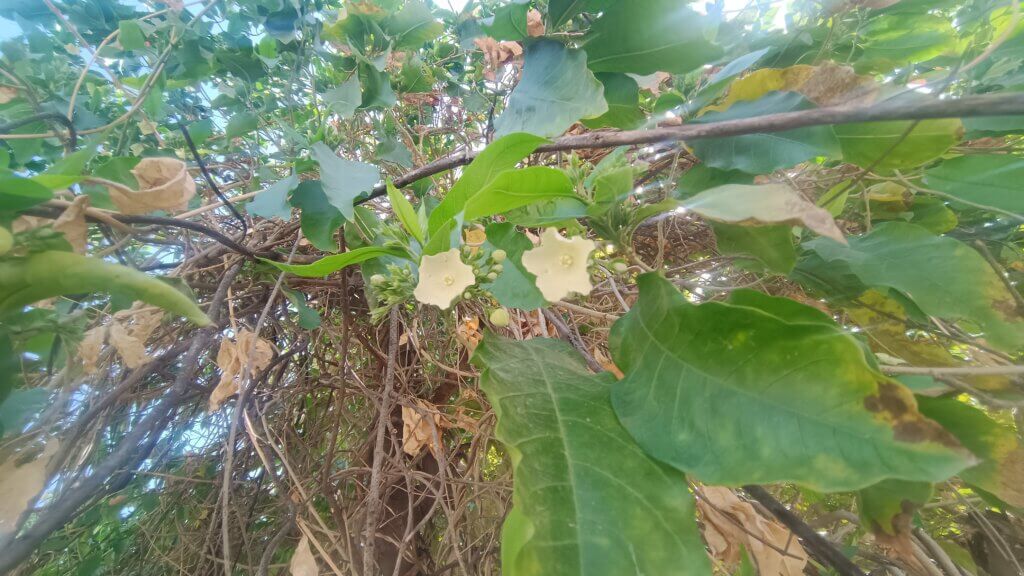 Vallaris solanacea