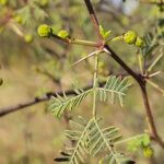 Vachellia jacquemontii (Benth.) Ali