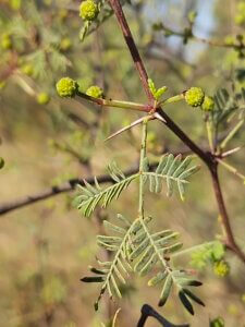 Vachellia jacquemontii (Benth.) Ali