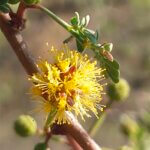 Vachellia jacquemontii (Benth.) Ali