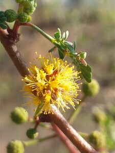 Vachellia jacquemontii (Benth.) Ali